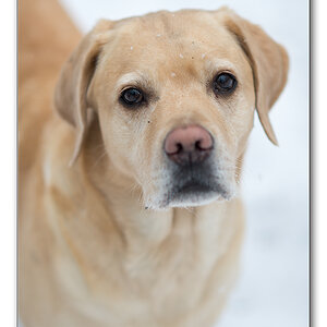 schneehund4