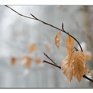 schnee1
