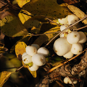Herbst Fruechte