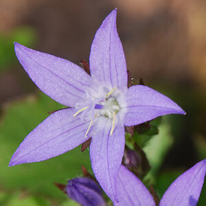 2008 06 Glockenblume 002