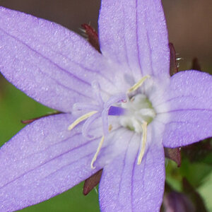 2008 06 Glockenblume 003