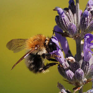 2007 07 Ackerhummel 001