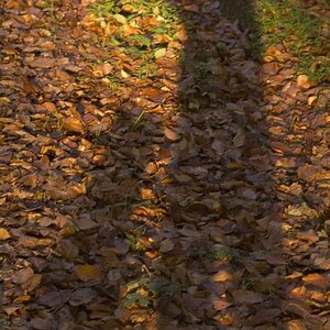 Schattenspiel