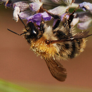 2007 07 Ackerhummel 002