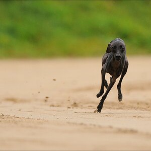 comp Windhund Okt