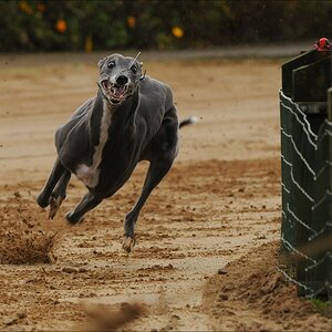 comp Windhund Okt 0062