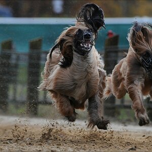 comp Windhund Okt 0658