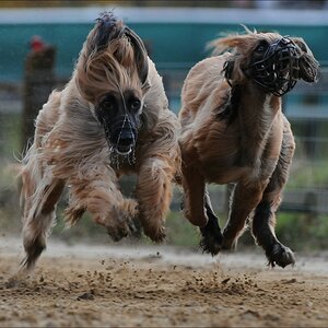 comp Windhund Okt 0659
