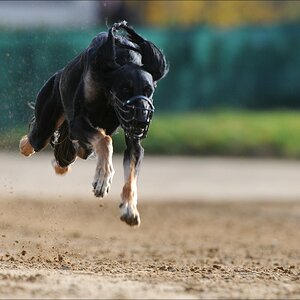 comp Windhund Okt 0704