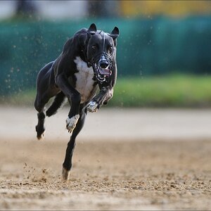 comp Windhund Okt 0736