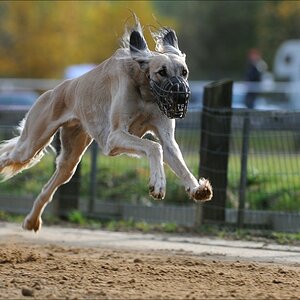 comp Windhund Okt 0770