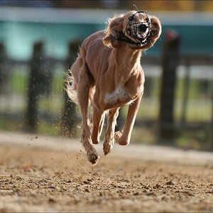 comp Windhund Okt 0797