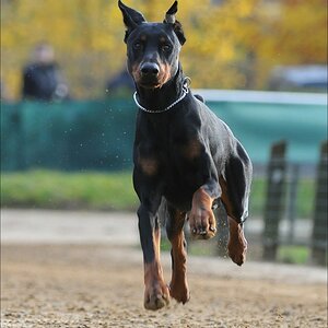 comp Windhund Okt 0954