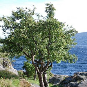 Apfelbäume am Fjord in Drøbak