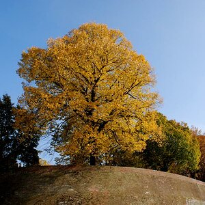 Herbstliches