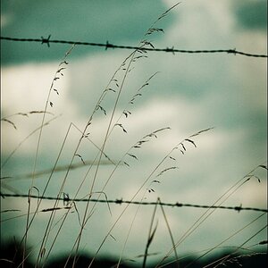 green grain