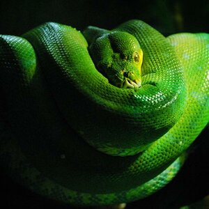 baumpython