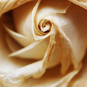Rose 2
