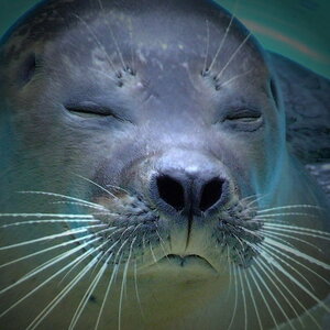 Mmh. Fantastisch. Wir haben jetzt im Tierpark Bochum
"richtiges Meerwasser"!
