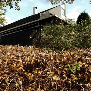 herbstlaub