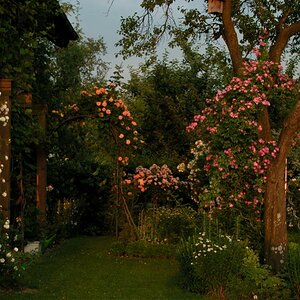 rosengarten