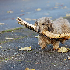 hund1000