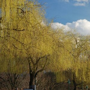 DSC 0626048015930009