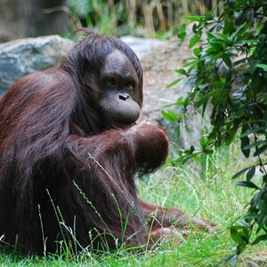 Orang Utan