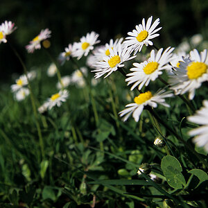 Ich ess Blumen