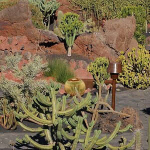 Jardín de Cactus ** Creacion de César Manrique ** Lanzarote