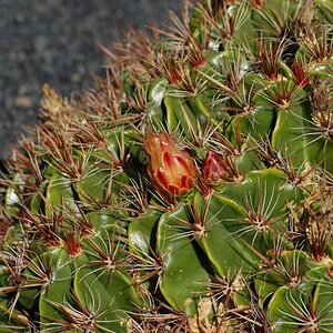 im Jardín de Cactus