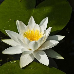 Seerose