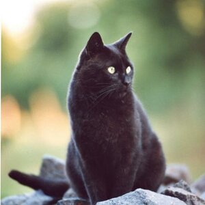 Schwarze Katze