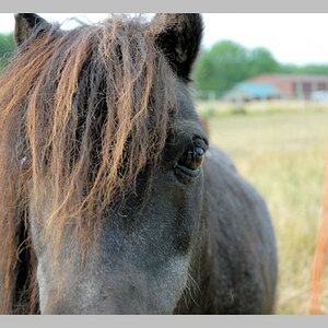 pony