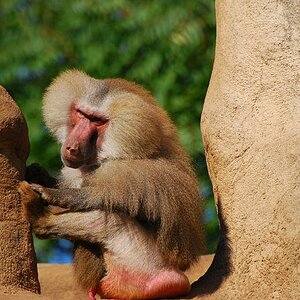 Zoo Köln 051