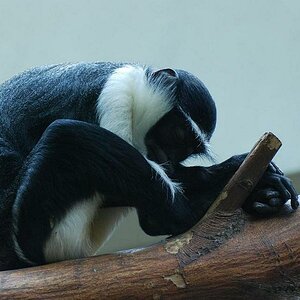 Zoo Heidelberg 046