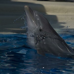 Delphin
Sea-world Orlando