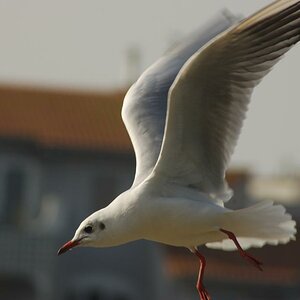 Möwe