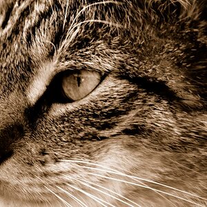 Katze