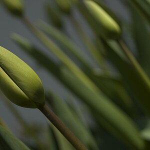 Tulpen