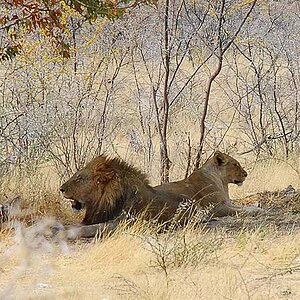 lion et lionne = Löwe und Löwin