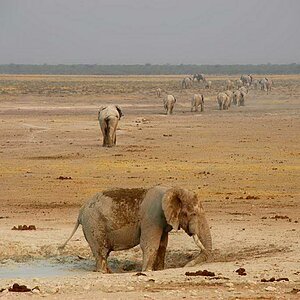 patrouille d'élephants