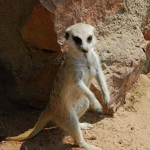suricate