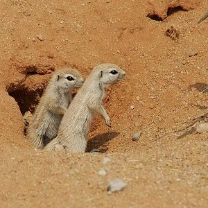 écureuils des sables