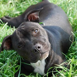 Seïdi = ein junger Pittbull aus einem Camp Namibia