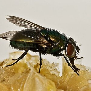 Eine ganz normale Fliege auf dem Rest eines gegrillten Maiskolbens. Nikon D80, Sigma 105mm, Makro