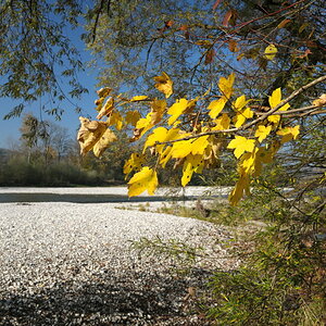 20081025 142935Herbst Isar