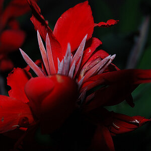 blume
