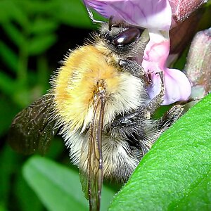 Hummel
