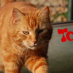 Kater Tommy